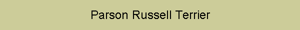 Parson Russell Terrier