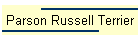 Parson Russell Terrier