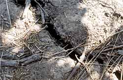 Soil fissures