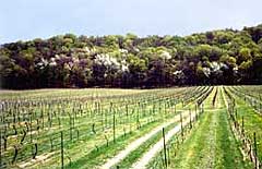 Vineyards in spring