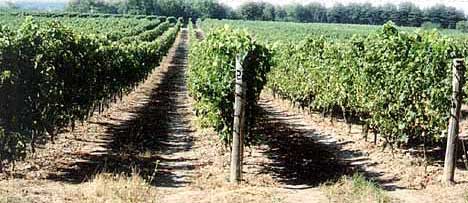 Vineyards on the Beamsville Bench