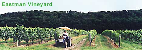 Niagara vines at Eastman Vineyard