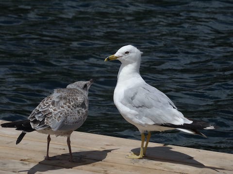 Ring billed gulls.