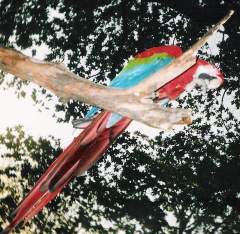 Bonito