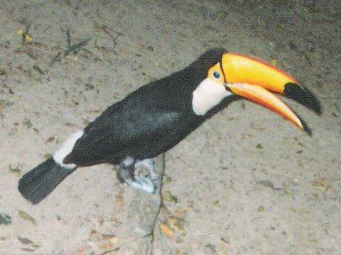 Bonito