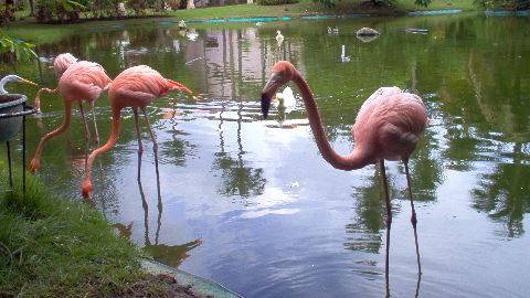 Natura Park Critters