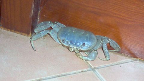 Crabby Morning