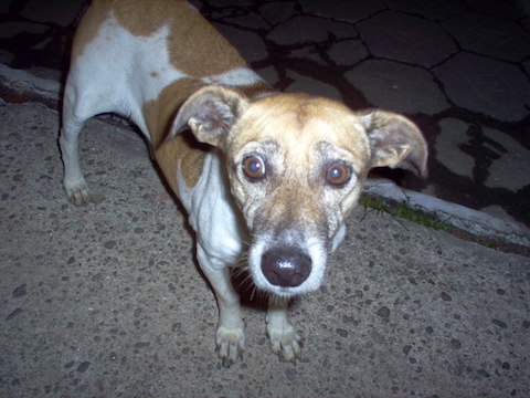 Iguape