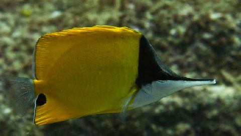 Yellow Longnose Butterfly Fish