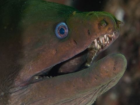Green Moray Eel