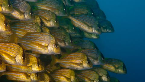 School of Snappers