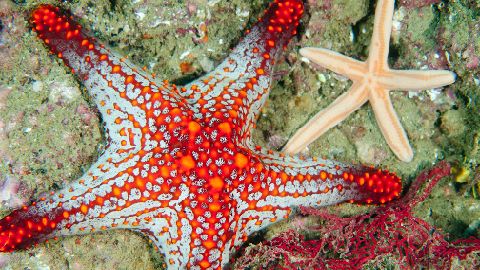 Star Fish
