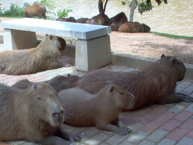 capivara-1