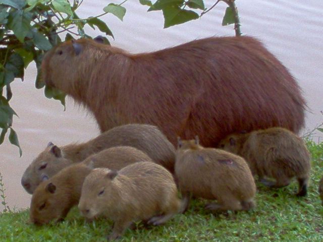 capivara-2