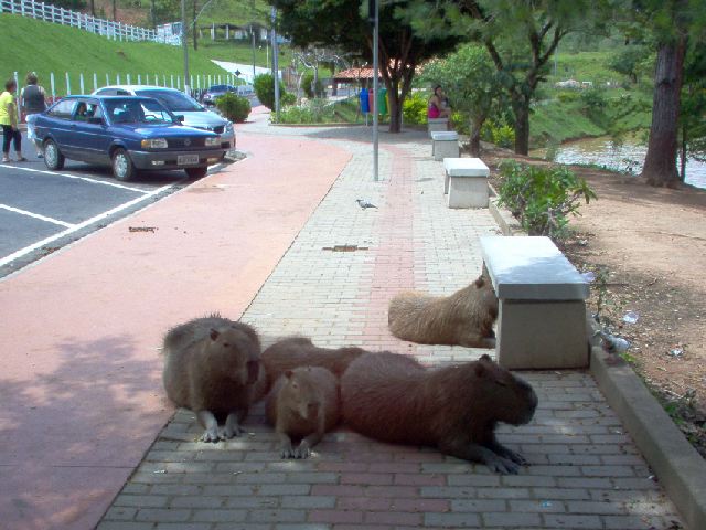 capivara-3
