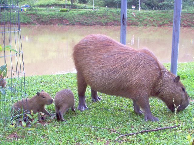 capivara-4
