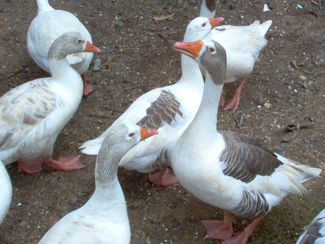 Geese