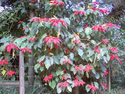 Poinsettia