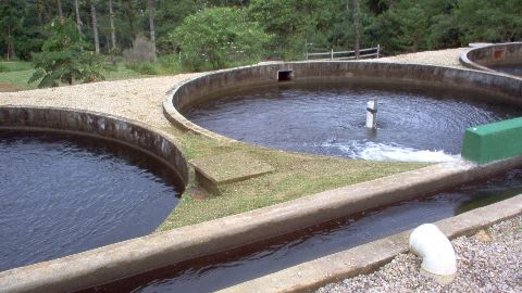 Trout Farm