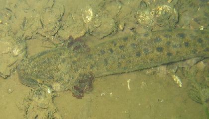 Mud Puppy
