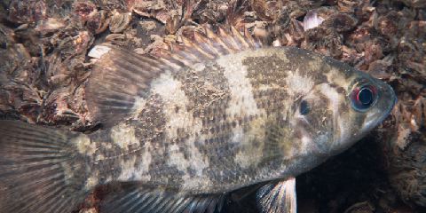 Rock Bass