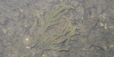 Fresh Water Sponge