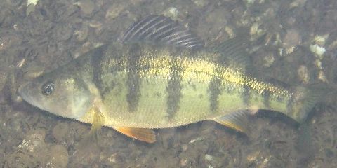 Yellow Perch